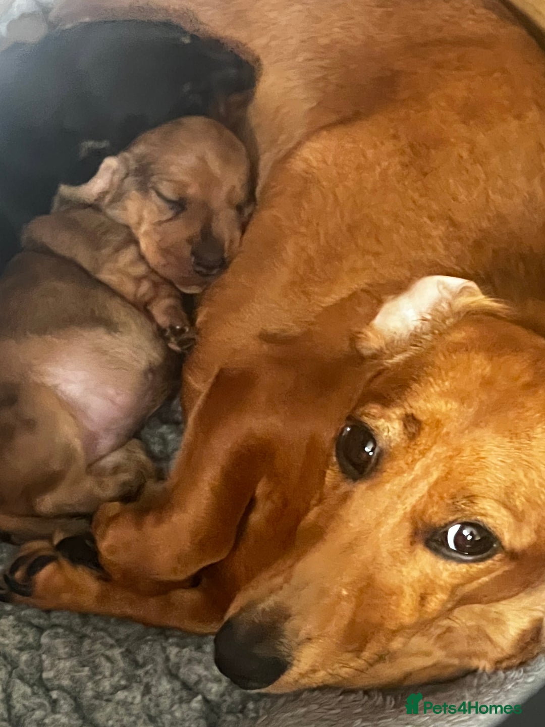 Miniature Dachshund dogs for sale: kc reg miniature smooth Dachshund 1 girl 1 boy - Image 13