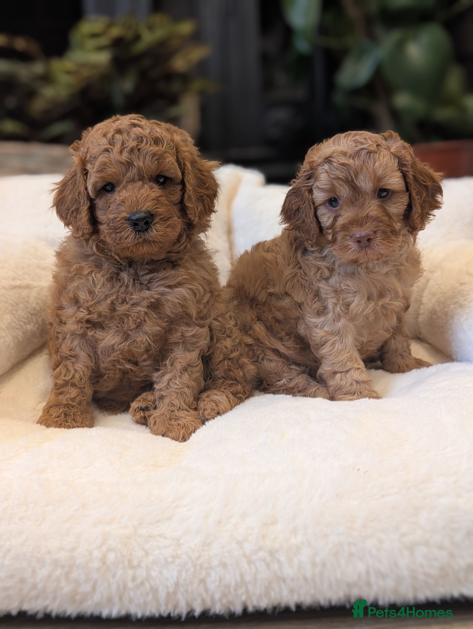 Cavapoo dogs Adorable F1b Cavapoo puppies.  - Advert 4