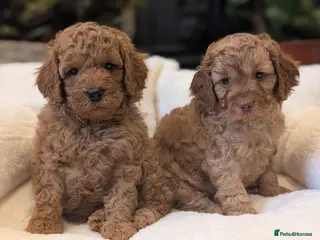 Cavapoo dogs Adorable F1b Cavapoo puppies. - Advert 4