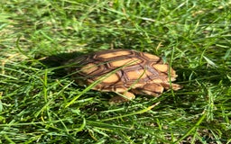 Tortoise reptiles for sale: Sulcata Hatchlings  - Image 8