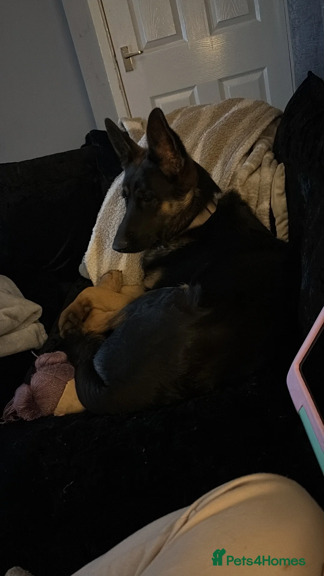 German Shepherd dogs for sale: German shepherd  - Advert 5