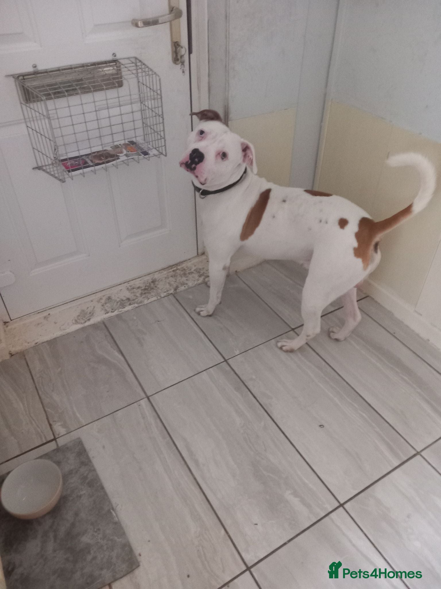 American Bulldog dogs American bullog - Advert 1