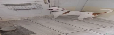 American Bulldog 1