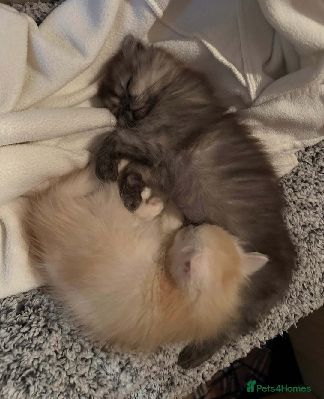 Persian cats for sale: 2 gorgeous cuddly Persian baby boys💙 - Advert 5