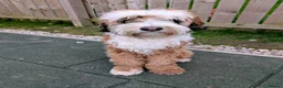 Tibetan Terrier dogs for sale: Looking for a Loving Forever Home 🐾 - Advert 3