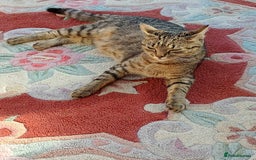 Mixed Breed cats for sale: Mixed Kittens - Image 6