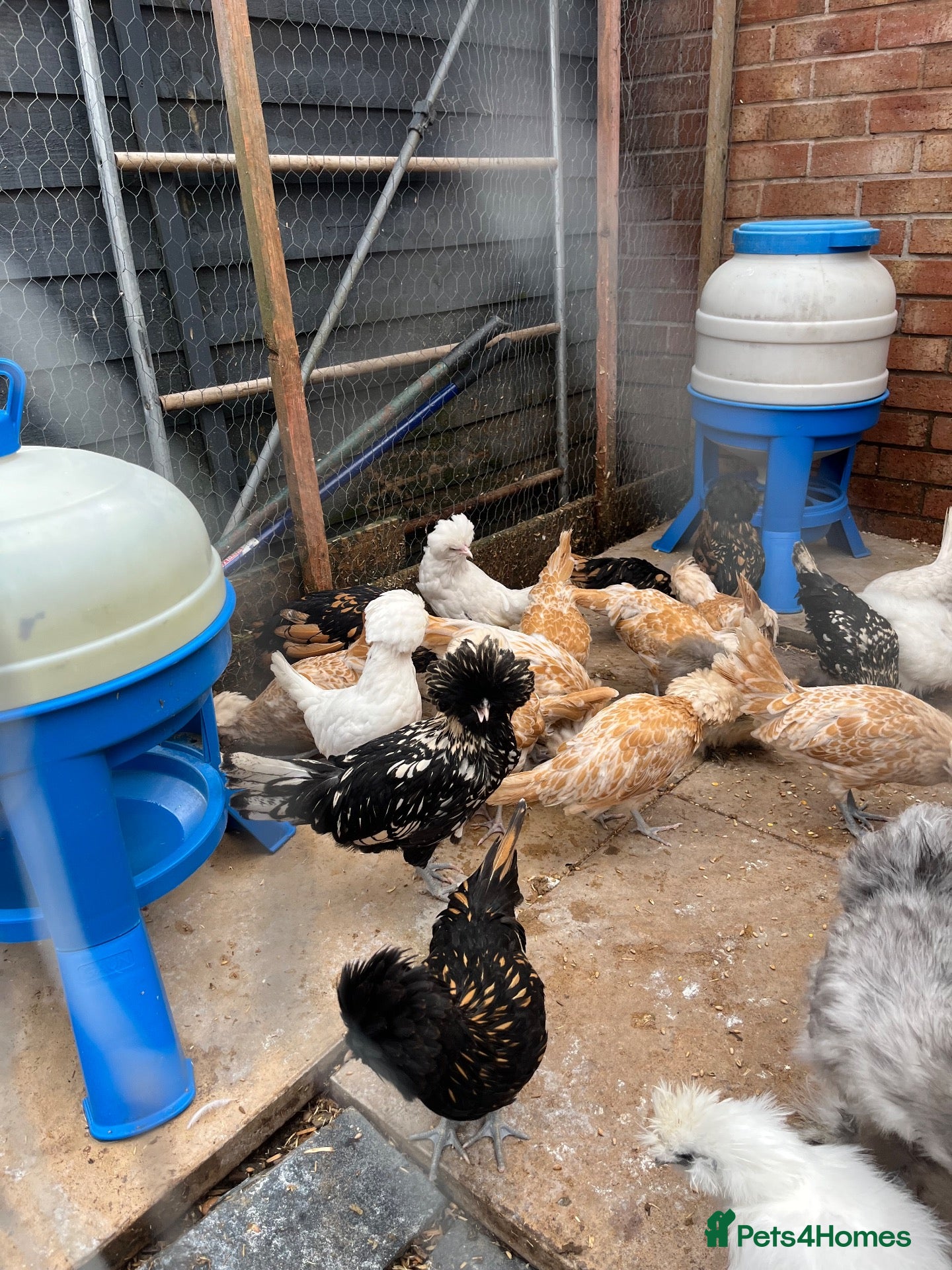 Chickens poultry Polish, Silkies, Pekins  - Advert 22
