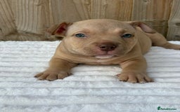 American Bully dogs for sale: Pocket bully puppies *2 females left* - Image 4