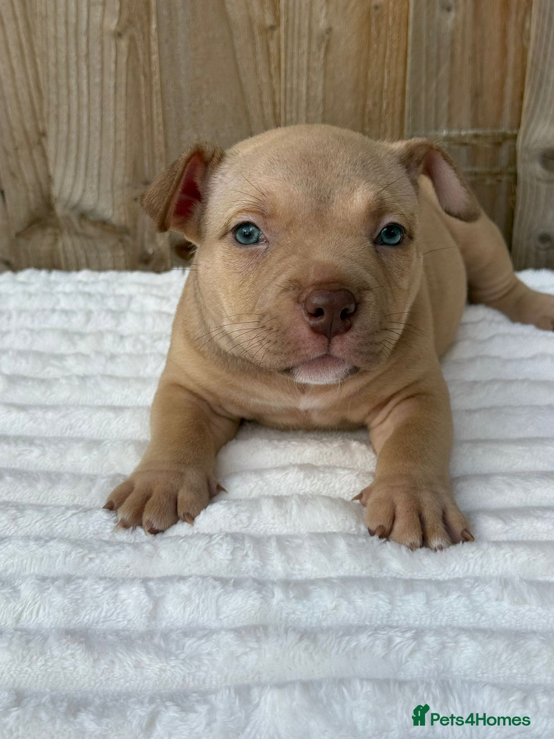 American Bully dogs for sale: Pocket bully puppies *2 females left* - Image 4