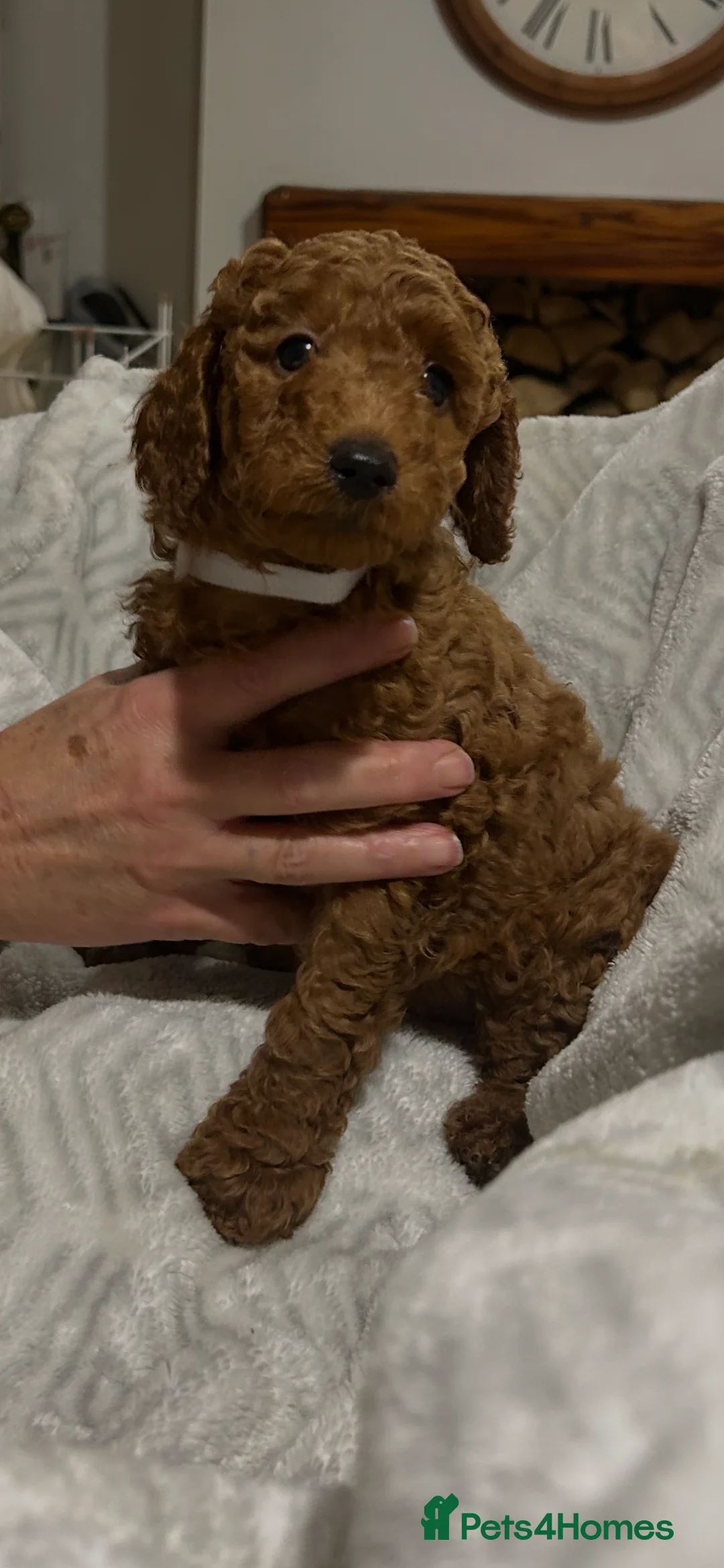 Miniature Poodle dogs for sale: KC REG MINIATURE POODLE PUPS - Advert 5