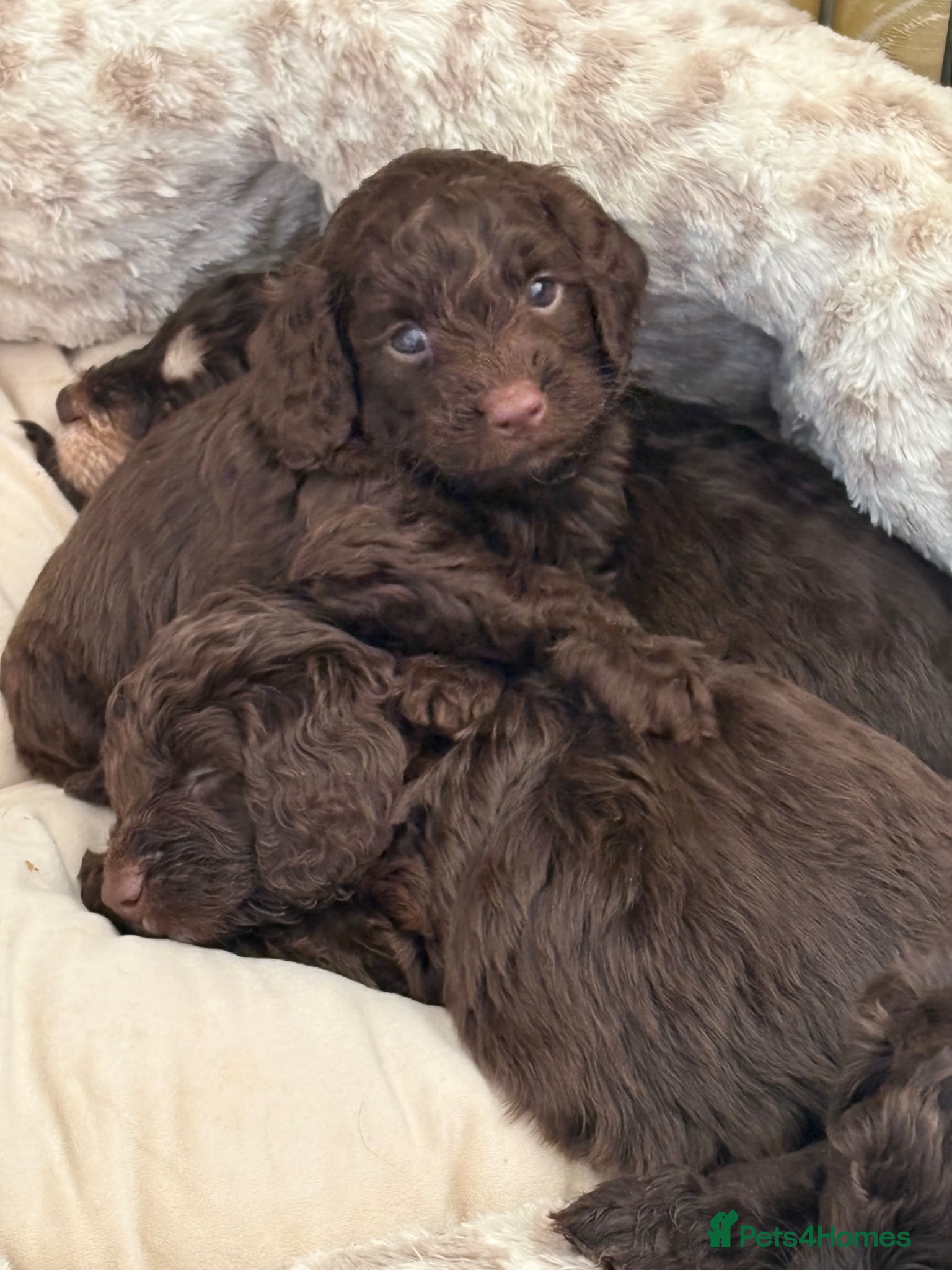 Cockapoo dogs 1 chocolate male F1 health tested cockapoos - Advert 4