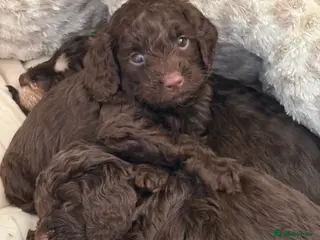 Cockapoo dogs 1 chocolate male F1 health tested cockapoos - Advert 4