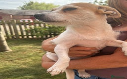 Mixed Breed dogs for sale: Chihuahua Cross Jack Russell 2 Girls  - Image 4