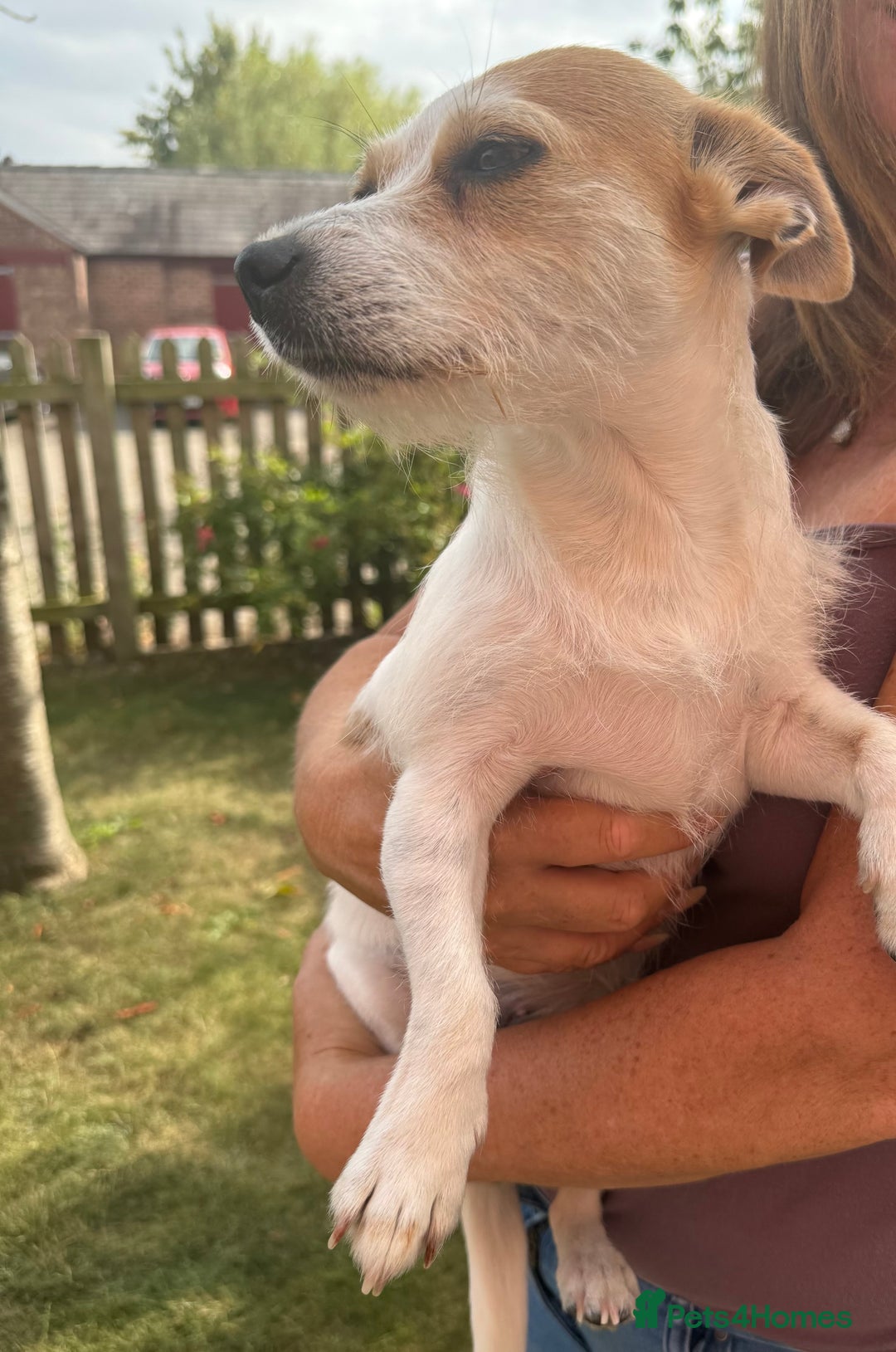 Mixed Breed dogs for sale: Chihuahua Cross Jack Russell 2 Girls  - Image 4