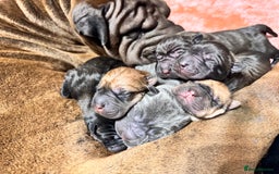 Shar Pei dogs for sale: Shar pei puppie  - Image 16