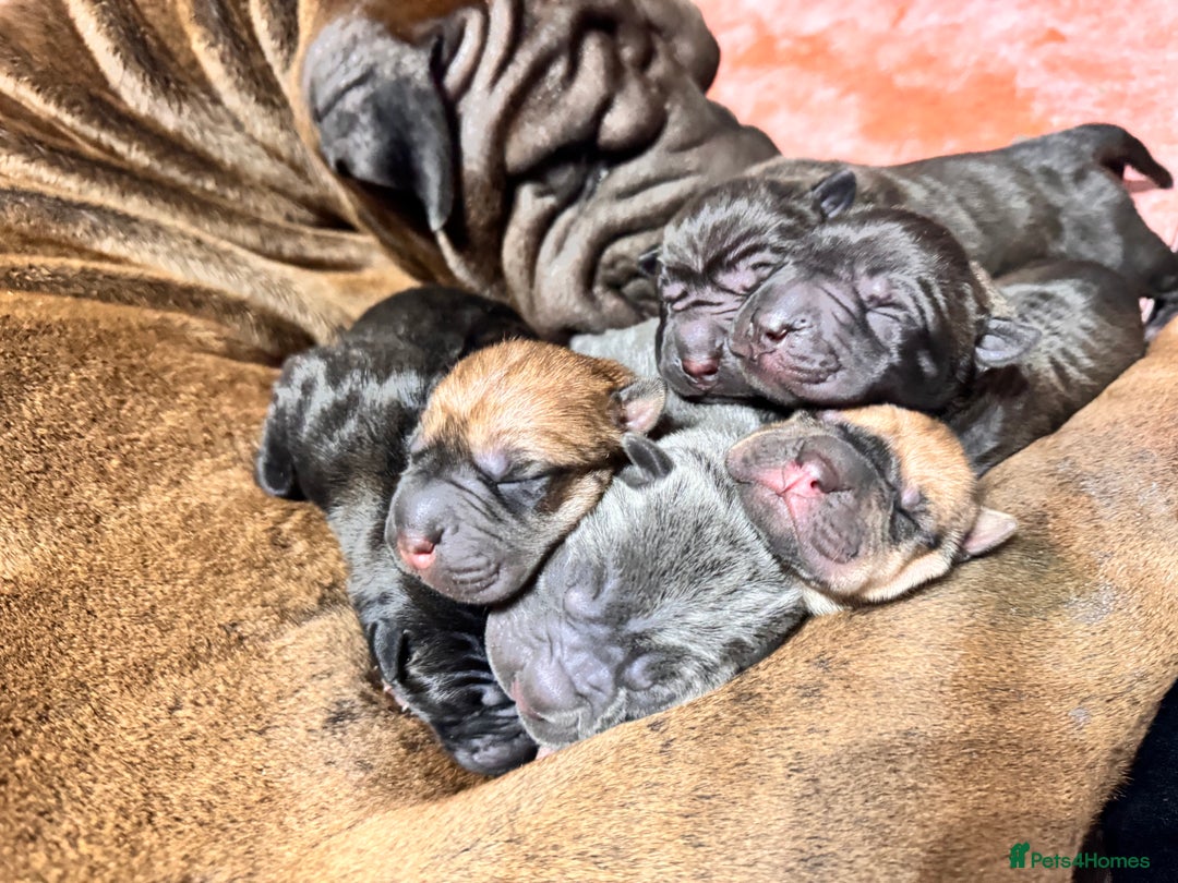 Shar Pei dogs for sale: Shar pei puppie  - Image 16