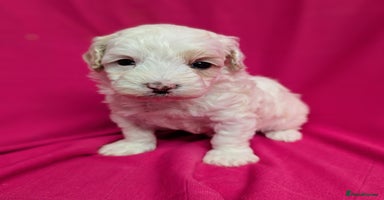 Maltipoo dogs Beautiful Toy Maltipoo Puppy - Advert 1