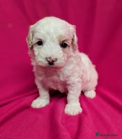 Maltipoo dogs Beautiful Toy Maltipoo Puppy - Advert 1