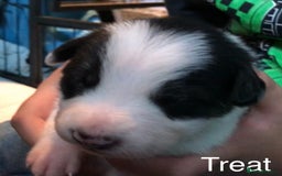 Border Collie dogs for sale: Beautiful Border Collie Pups, Merle & Classic Tri - Image 6