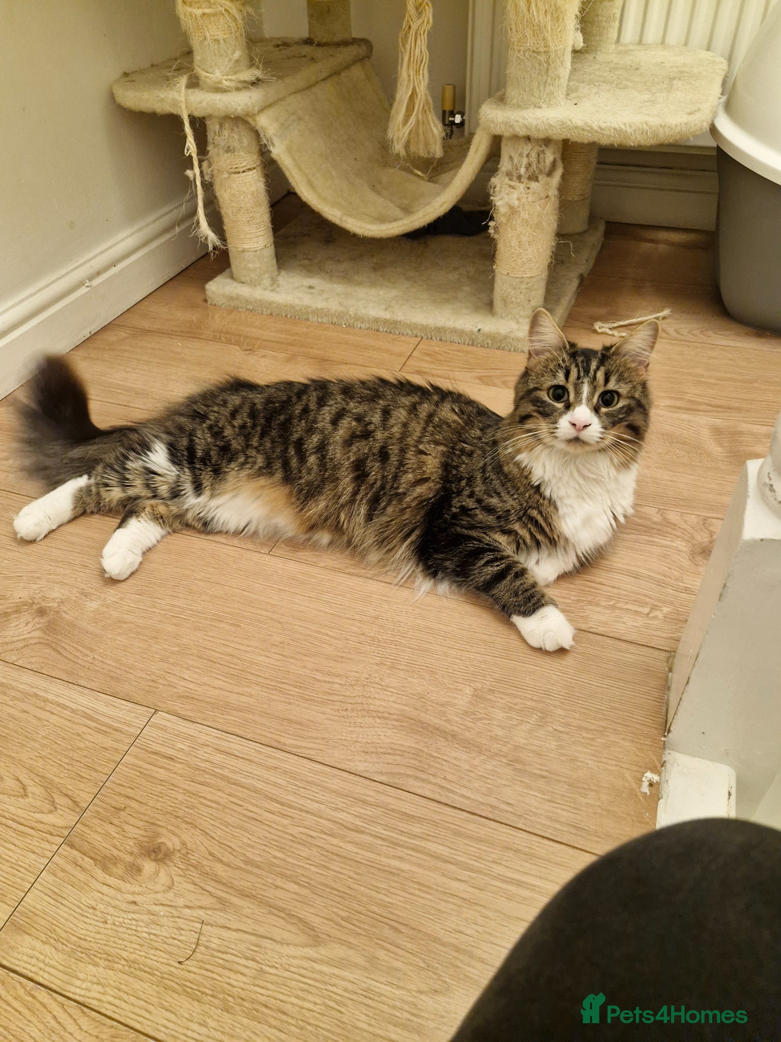 Domestic Shorthair cats Skye is looking for loving home - Advert 2