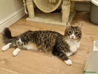 Domestic Shorthair cats Skye is looking for loving home - Advert 8