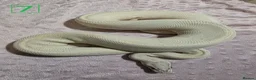 Python Snake reptiles for sale: rehoming/ breeding snakes - Advert 3