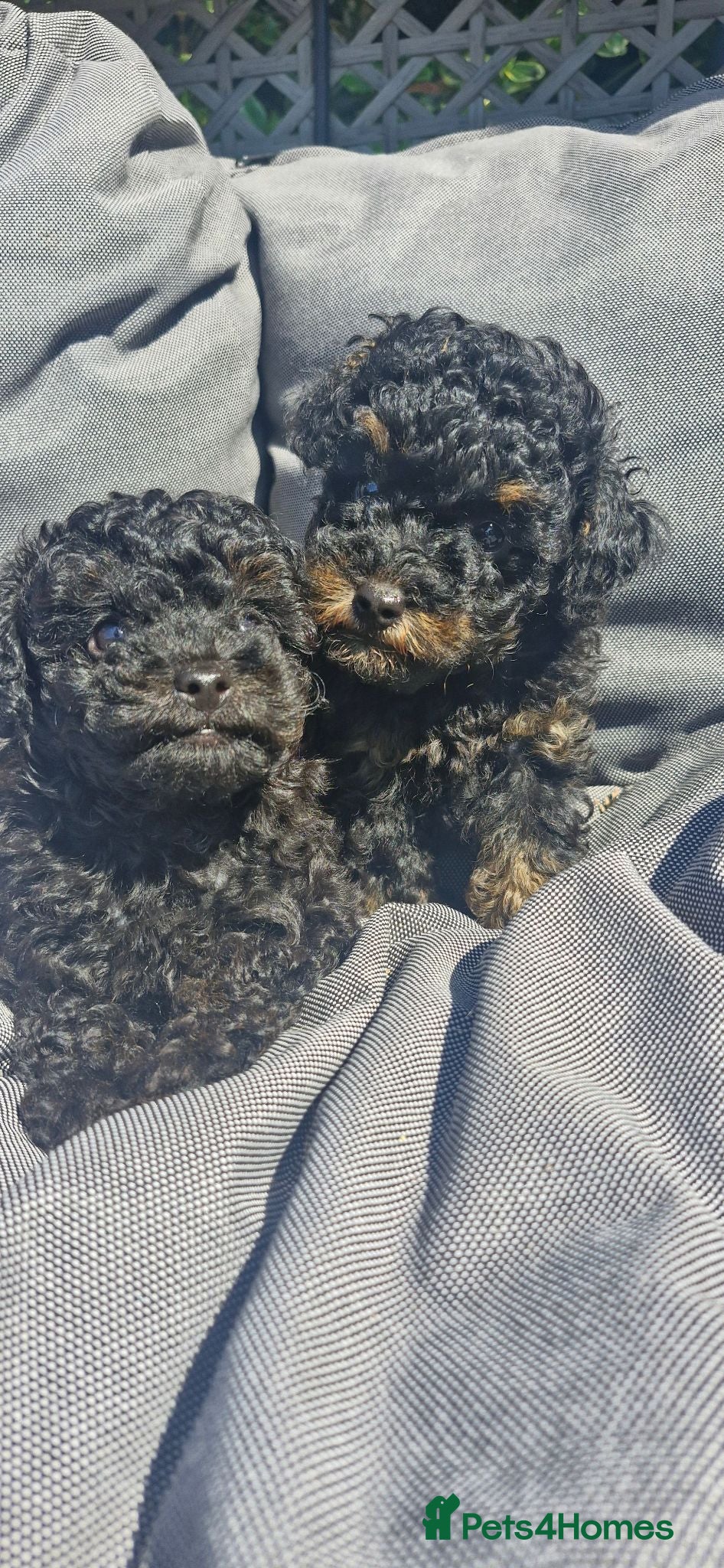 Toy Poodle dogs  female toy poodle pups. Health tested parents  - Advert 1