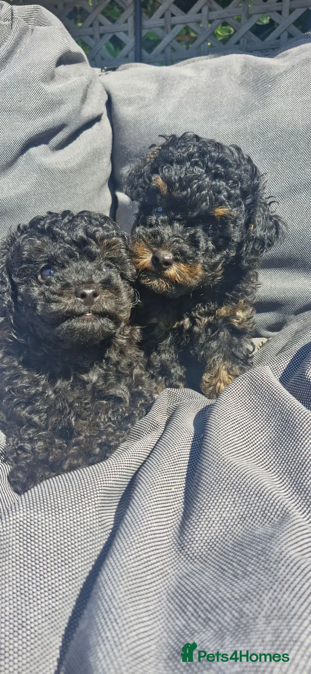 Toy Poodle dogs for sale:  female toy poodle pups. Health tested parents  - Advert 1