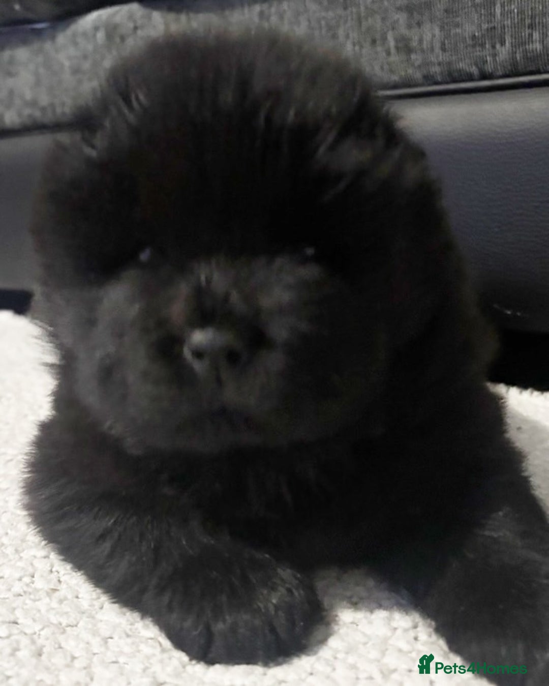 Chow Chow dogs for sale: Chow chow pups SMOOTH and FlUFFY coats  - Advert 11