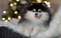 Pomsky dogs for sale: Stunning Pomsky Puppies! Health tested parents.  - Image 15