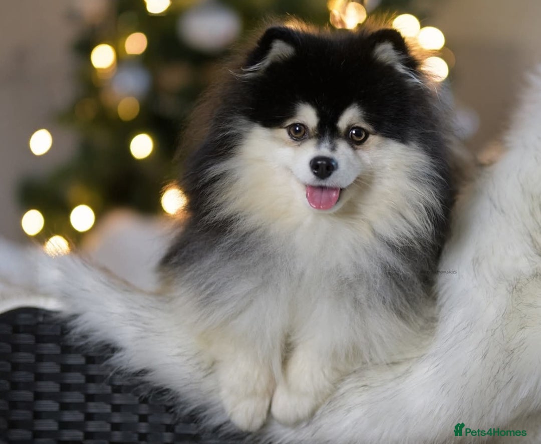 Pomsky dogs for sale: Stunning Pomsky Puppies! Health tested parents.  - Image 15