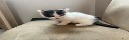 Mixed Breed cats for sale: Kittens for sale in Glossop - Advert 3