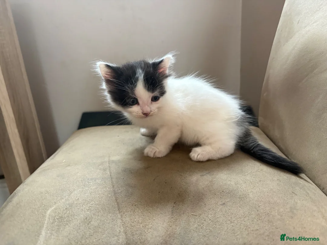 Mixed Breed cats for sale: Kittens for sale in Glossop - Advert 3