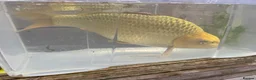 Koi Carp fish for sale: Koi fish (x3 left) - Advert 8