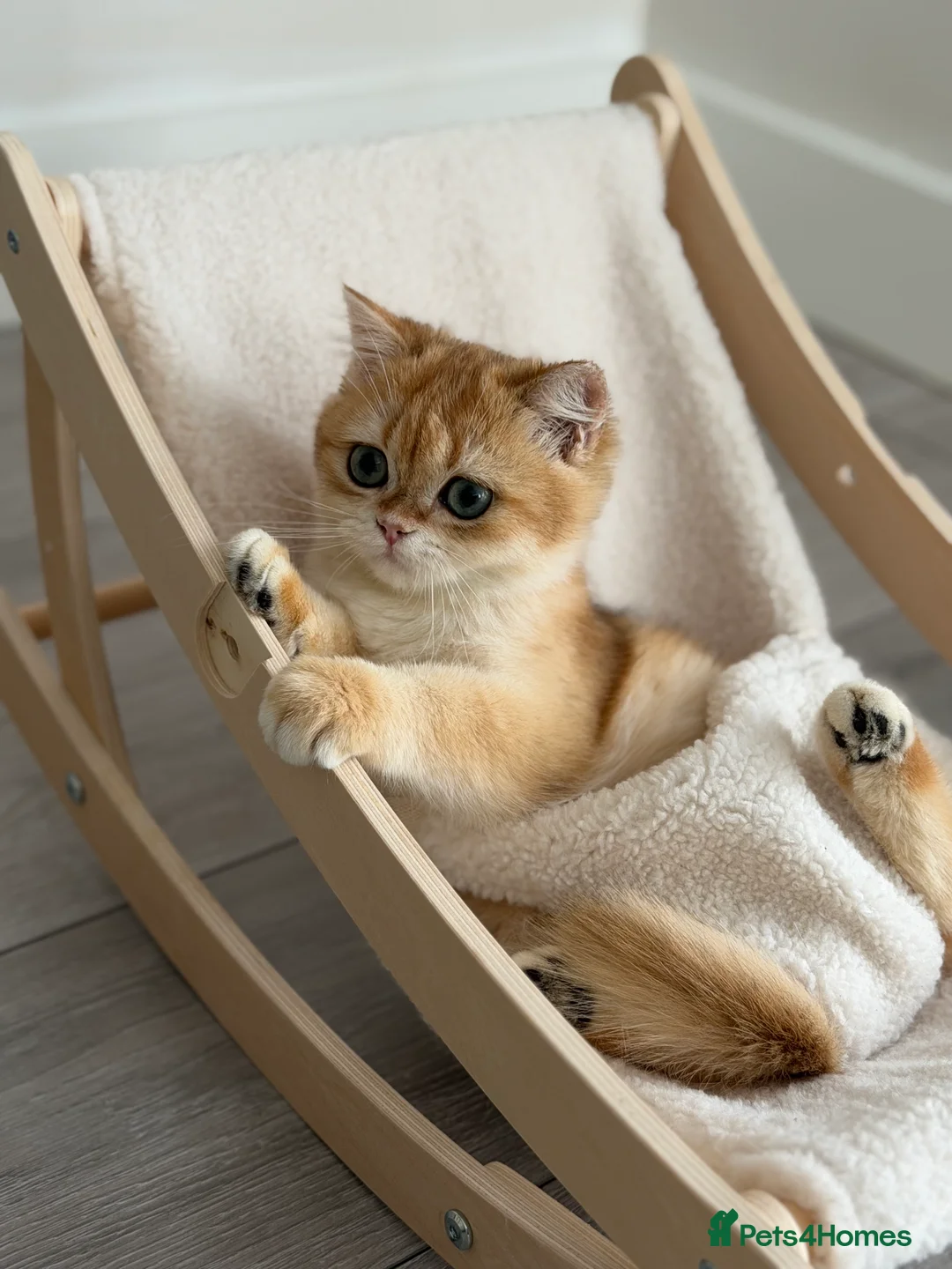 British Shorthair cats for sale: British Shorthair Golden Boy  - Advert 3