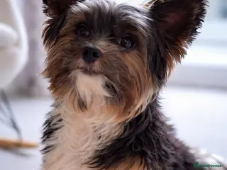 Biewer Terrier dogs Purebred Pedigree Biewer Terrier Stud - Advert 4