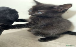British Shorthair cats for sale: 5 kitties for sale  - Image 4