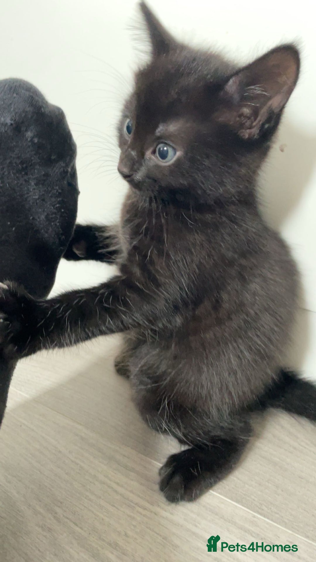 British Shorthair cats for sale: 5 kitties for sale  - Image 4
