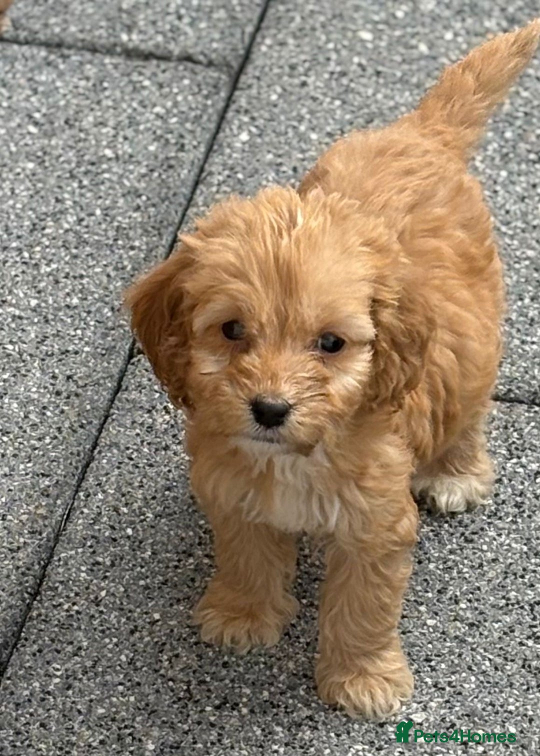 Cockapoo dogs for sale: Adorable cockapoos - Image 7