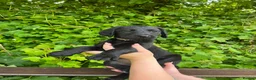 Labradoodle dogs for sale: Stunning Standard labradoodles f1   - Advert 3
