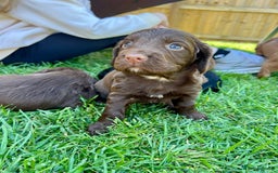 Cocker Spaniel dogs for sale: KC Registered Working Cocker Spaniel Puppies  in Shepton Mallet - Image 16