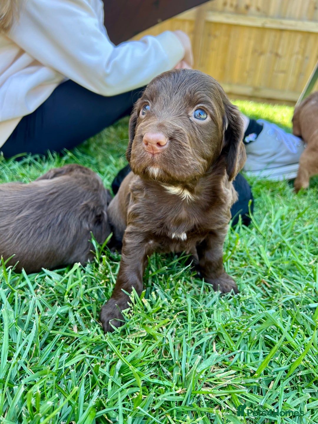 Cocker Spaniel dogs for sale: KC Registered Working Cocker Spaniel Puppies  in Shepton Mallet - Image 16