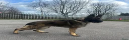 German Shepherd dogs for sale: Xander looking for his forever home  - Advert 2