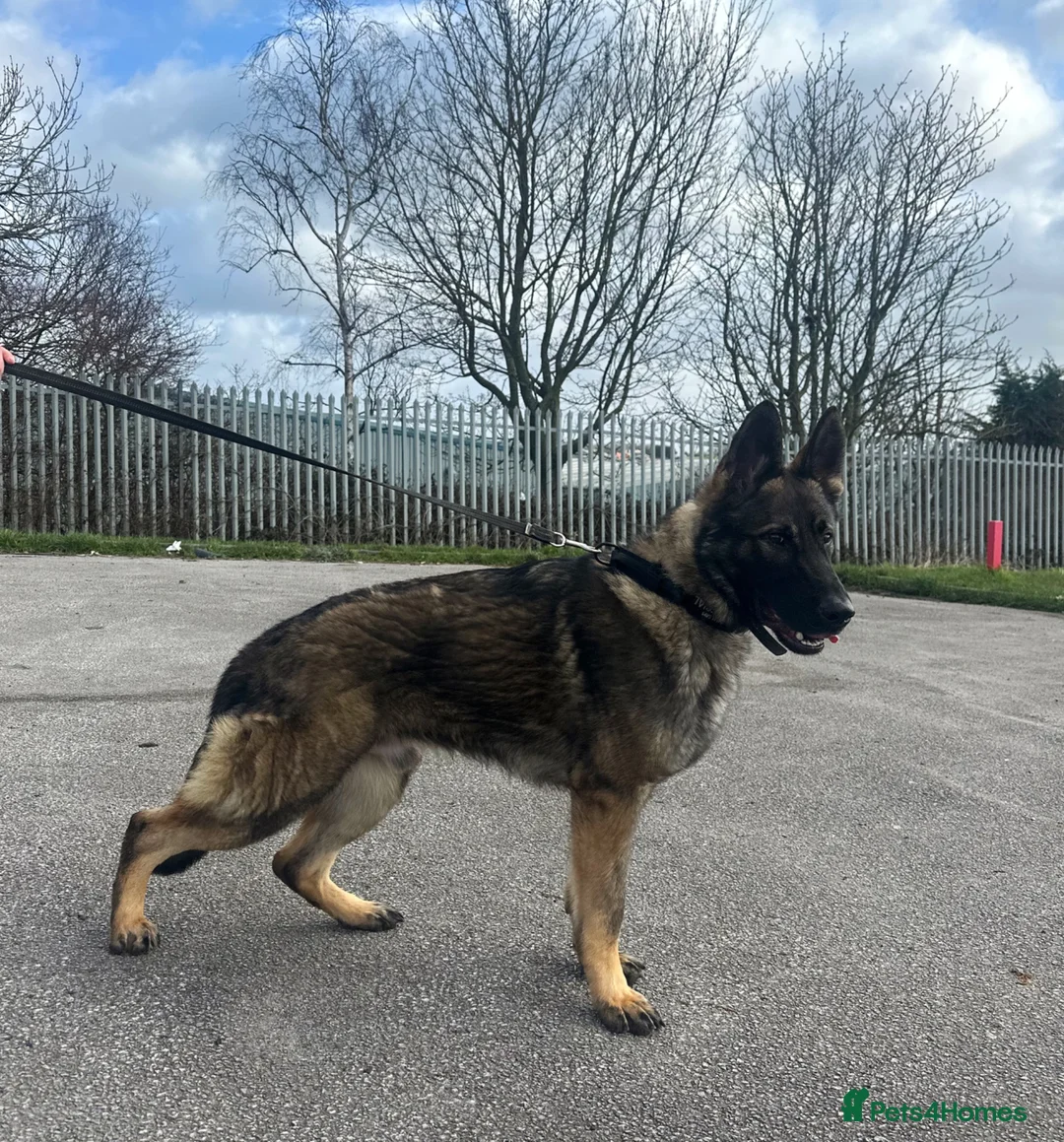 German Shepherd dogs for sale: Xander looking for his forever home  - Advert 2