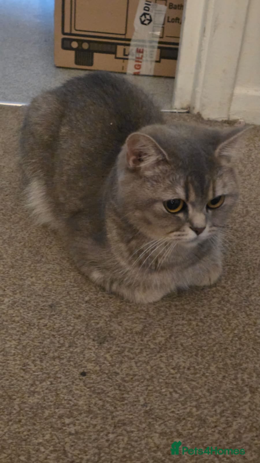 British Shorthair cats British short-hair  - Advert 2
