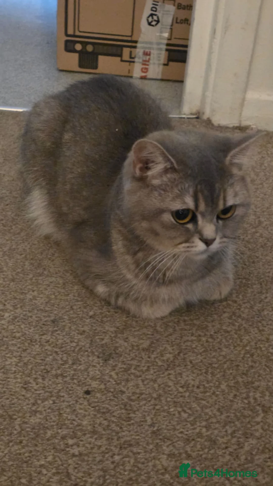 British Shorthair cats for sale: British short-hair  - Advert 2