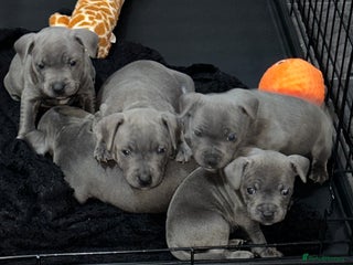 Staffordshire Bull Terrier dogs 3 Stunning Blue Staffordshire Bull Terrier pups 💙 - Advert 6