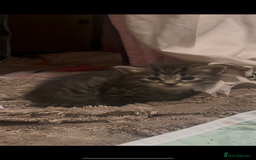 American Shorthair cats for sale: 6 kittens & 1 year old Mama for sale in Kent - Image 4