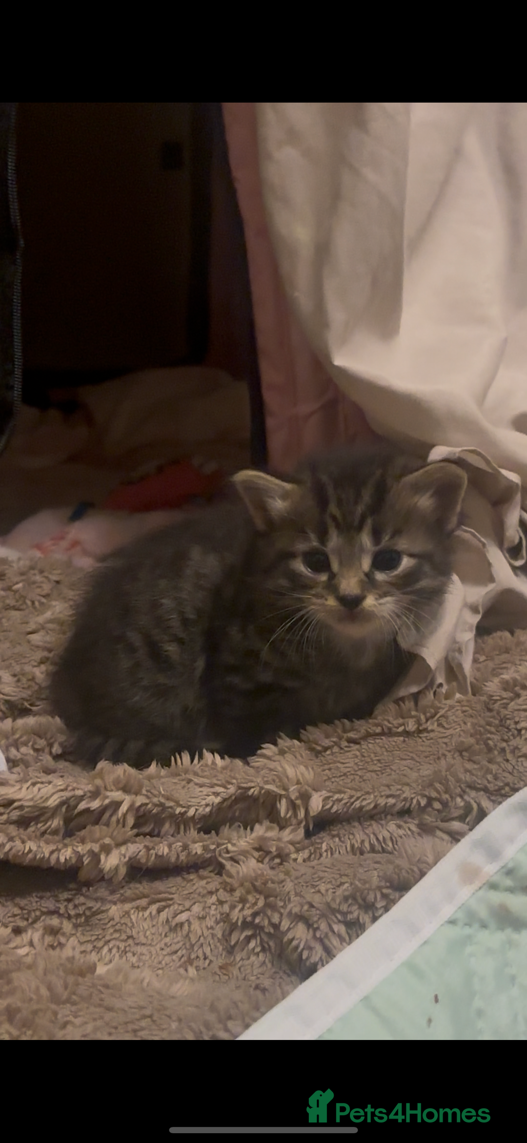 American Shorthair cats for sale: 6 kittens & 1 year old Mama for sale in Kent - Image 4