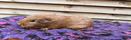 Guinea Pig rodents for sale: Female guinea pigs forsale  - Advert 3